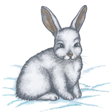 Snoeshoe Hare